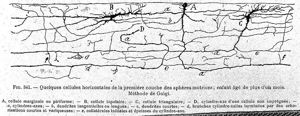 A historical ink drawing of nerve cells arranged in the layers of the cerebral cortex.