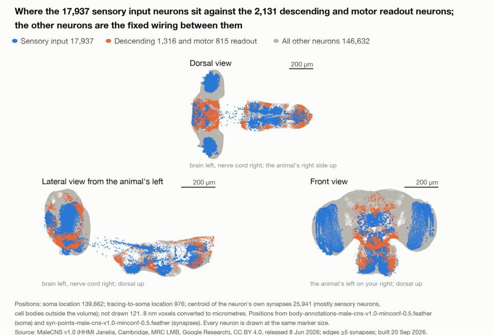 Three views of a fruit-fly central nervous system with every neuron position plotted as a coloured point.